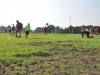 2014_Eichenstadion_Junikaefer_06