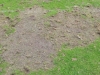 2014_Eichenstadion_Junikaefer_08